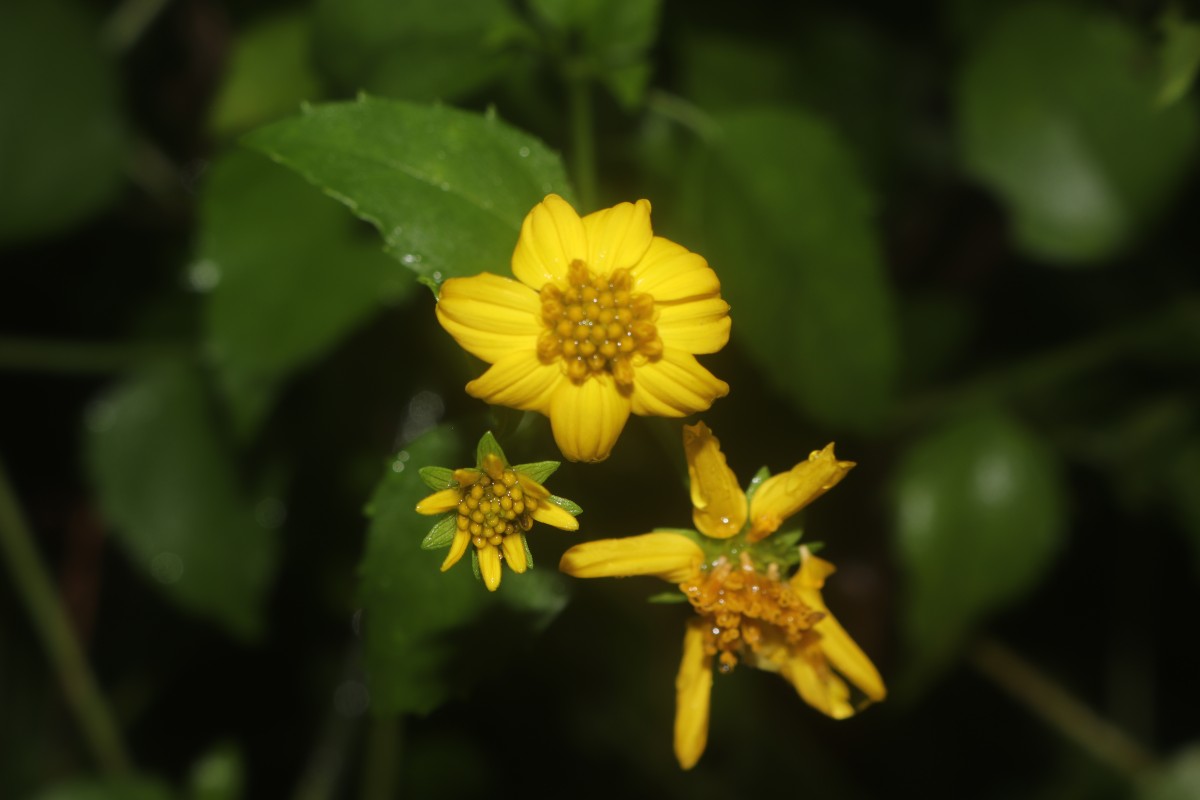 Wollastonia biflora (L.) DC.